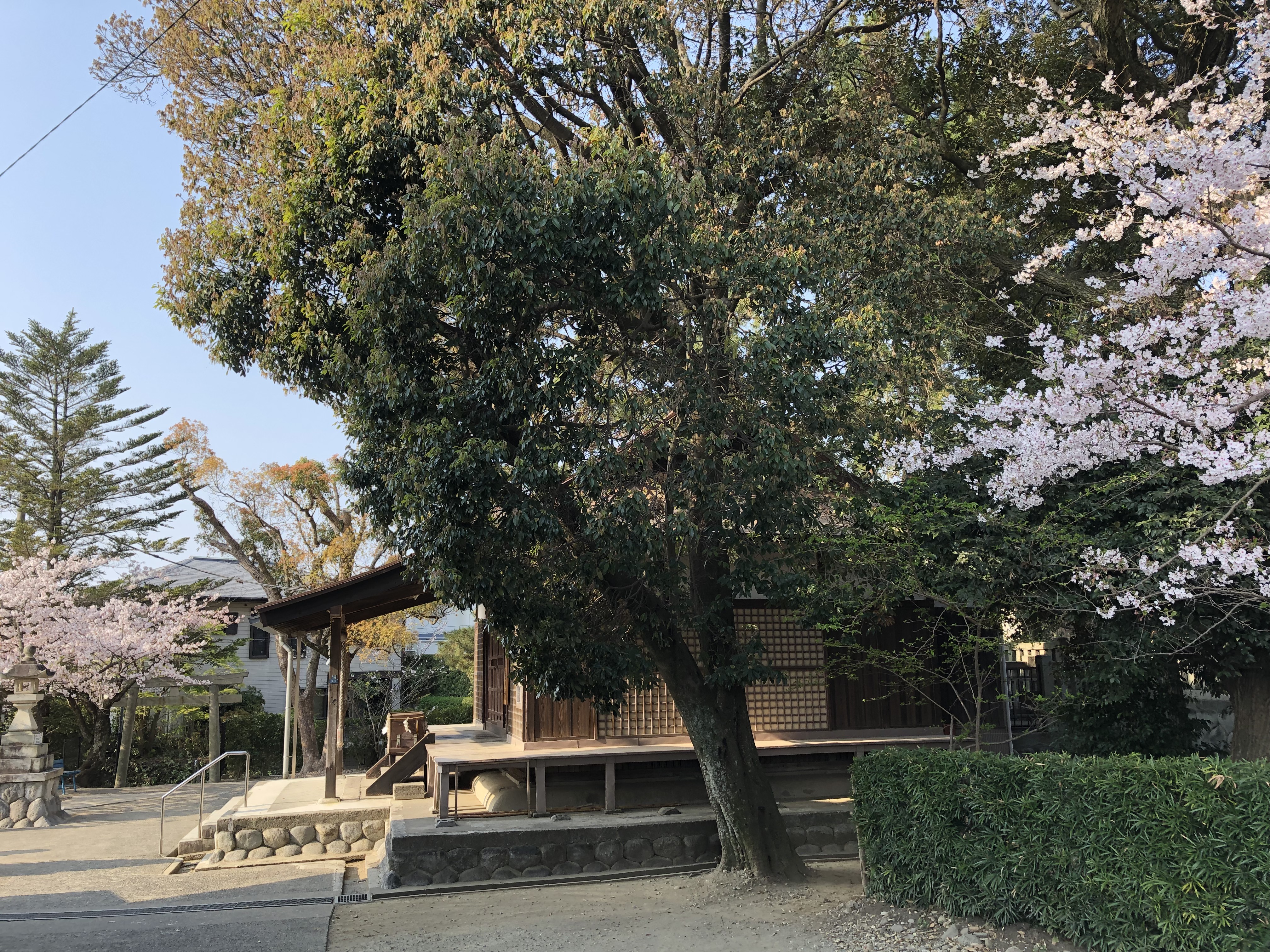 20190407浜松まつり準備 - 日枝神社の桜